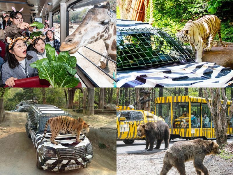 Ngắm nhìn trực tiếp các loài thú hoang dã