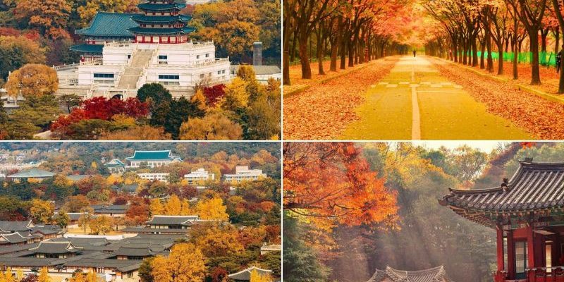Mùa thu Hàn Quốc mang một vẻ đẹp say đắm