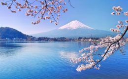 Ngắm cảnh mùa xuân thơ mộng tại hồ Kawaguchi