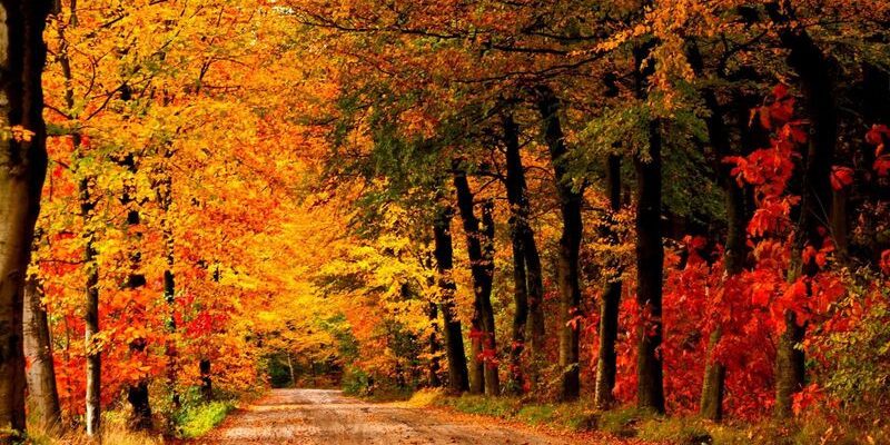 Khung cảnh rừng thu nhuộm màu cam đỏ