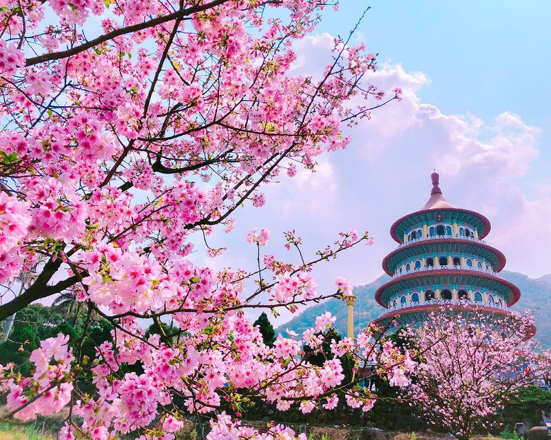 Đài loan tháng 4 vẫn còn hoa anh đào nở muộn