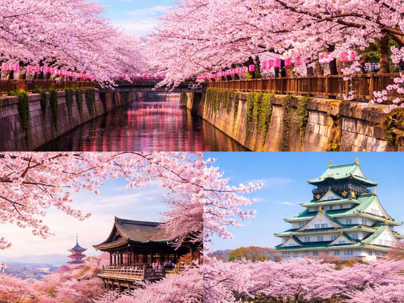 Cuối tháng 3 - đầu tháng 4 là thời điểm hoa anh đào nở rộ đẹp nhất tại Tokyo, Kyoto và Osaka