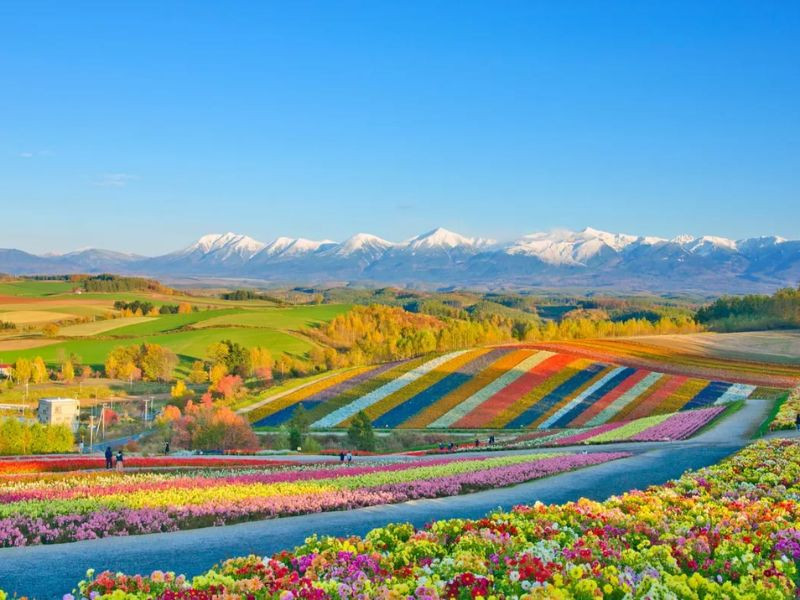 Cánh đồng hoa ở Hokkaido nở rộ Cánh đồng hoa ở Hokkaido nở rộ