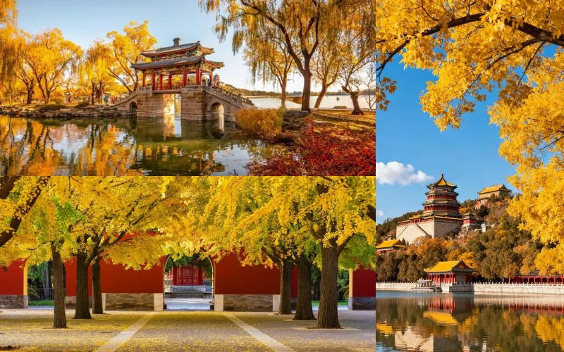 Bắc Kinh ngập trong sắc vàng của mùa ngân hạnh Bắc Kinh ngập trong sắc vàng của mùa ngân hạnh