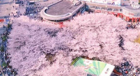 Giữa lòng Thượng Hải hiện đại, anh đào vẫn nở rộ đầy lãng mạn