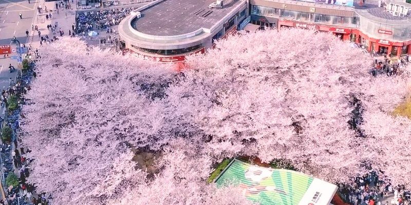 Giữa lòng Thượng Hải hiện đại, anh đào vẫn nở rộ đầy lãng mạn