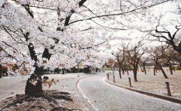 Khung cảnh hoa anh đào phủ cả con đường lãng mạn