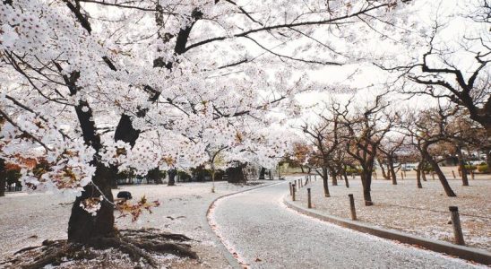 Khung cảnh hoa anh đào phủ cả con đường lãng mạn