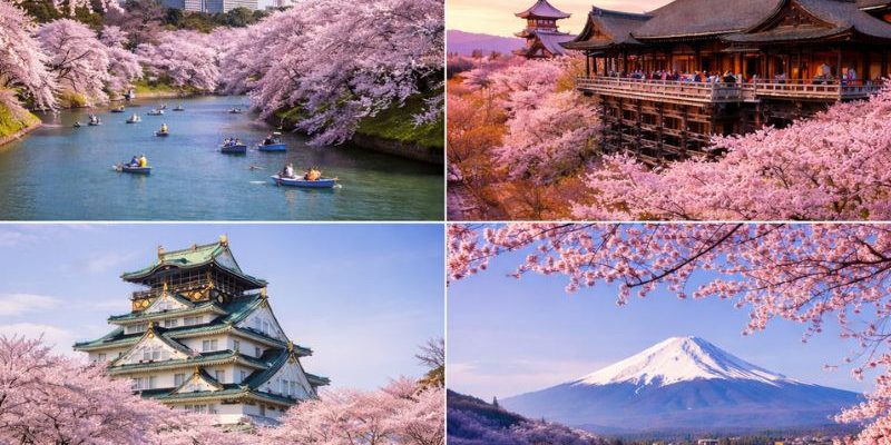 Hoa anh đào Nhật Bản nở rộ nhất từ cuối tháng 3 đến đầu tháng 4