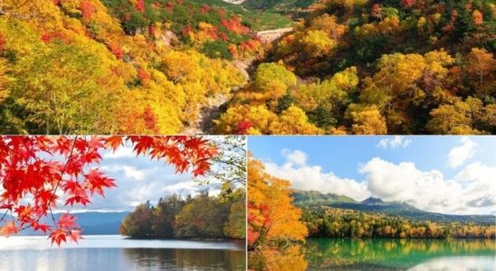 Mùa thu Hokkaido Nhật Bản (Ảnh sưu tầm)